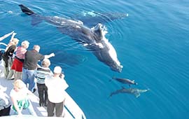 Hervey Bay Whale Search