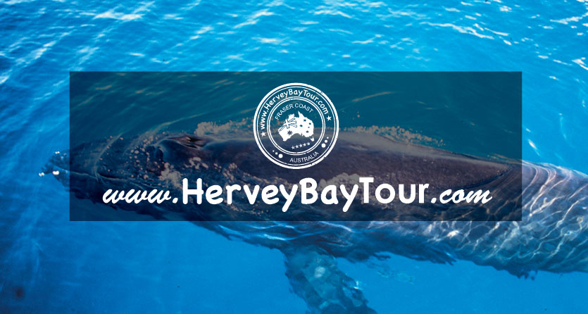 Boat Club Hervey Bay